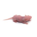 Frozen Pinky Mice - Image 2