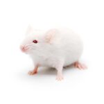 Frozen Jumbo Mice - Image 2