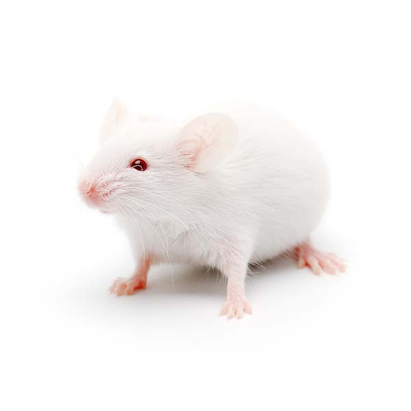 Frozen Jumbo Mice Rodent King Canada