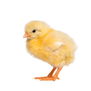 Chicks (1-3 Days Old) Frozen