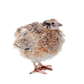 q1-quail