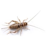 Adult 1" Crickets