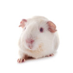 Frozen Small Guinea Pigs