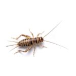 3/4" Crickets