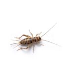 5/8" Crickets