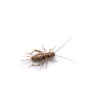 3/8" Crickets